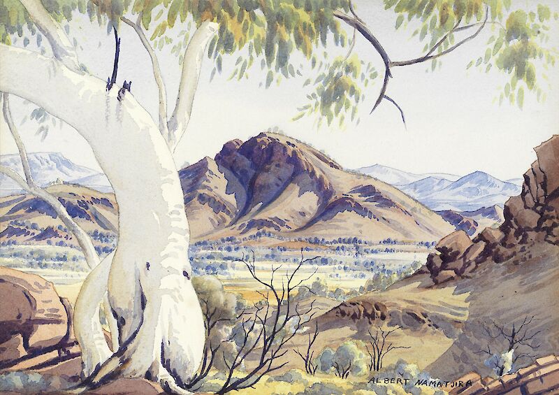 A ghost gum on Washwood Stn. (Mt. Bowman) near Haasts Bluff, Central Australia scale comparison