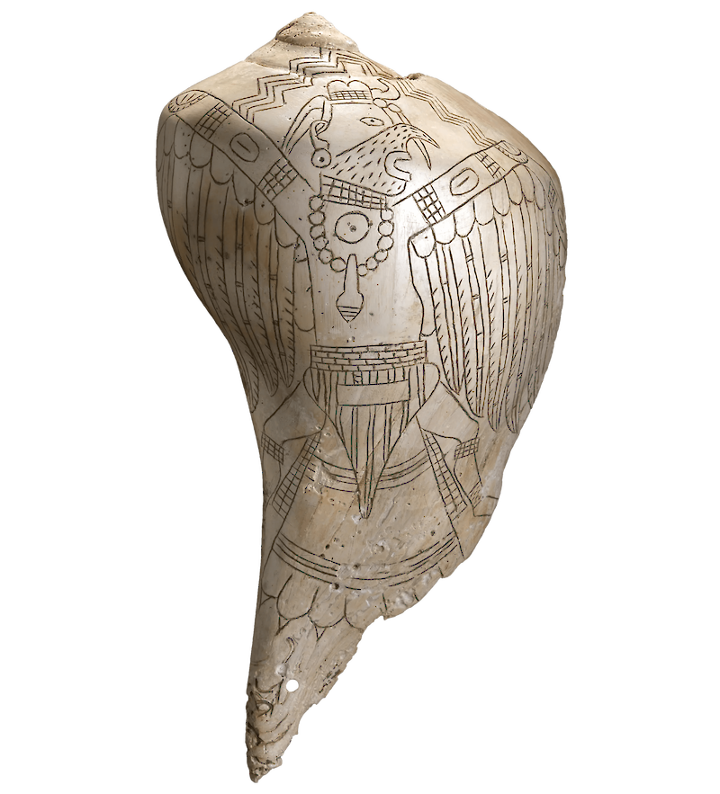 Engraved Whelk Shell Depicting Birdman scale comparison