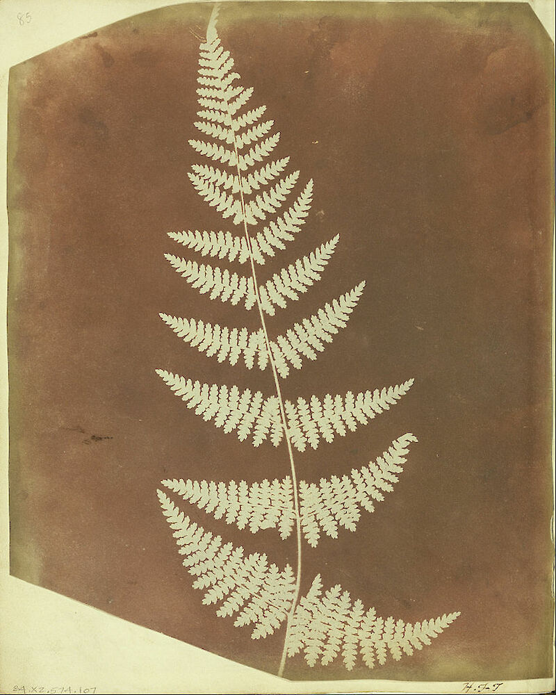 Buckler Fern scale comparison